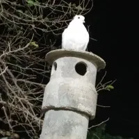 فروش کفتر موشی|پرنده|گالیکش, |دیوار