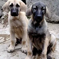 سگ کردی|سگ|علی‌آباد کتول, |دیوار