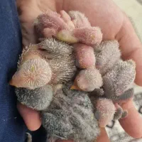 جوجه طوطی کوتوله برزیلی سرلاکی اوپالین مارال