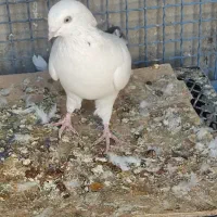 پرنده|پرنده|خاش, |دیوار