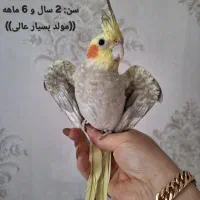 فروش عروسهای هلندی