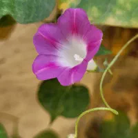 همخانه یا همخونه