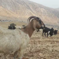 ۵ راس بز سالم