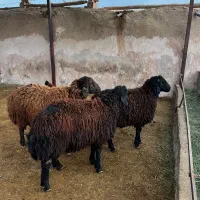 بره قوچی هترو|حیوانات مزرعه|اسفراین, |دیوار