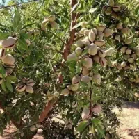 کود مخصوص برنج گلخانه باغات NPKSFe
