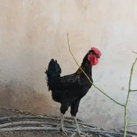 خروس جوان و باری تخم گذار