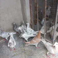 سرور دورگ رنگی کله پلاکی