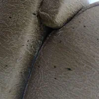 سم پاشی سمپاشی ساس سوسک کنه و تک مرحله ای تضمینی|خدمات نظافت|تهران, صادقیه|دیوار
