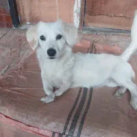 واگذاری رایگان