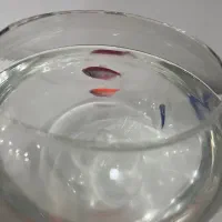 ماهی زینتی فروش فوری