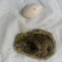 یاقوت هندی|جواهرات|گرگان, |دیوار