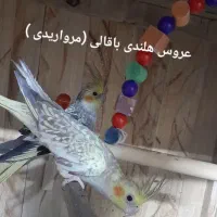 عروس هلندی|پرنده|زهک, |دیوار