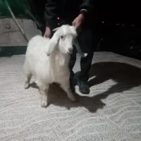 فروش کره کوهی در رابر