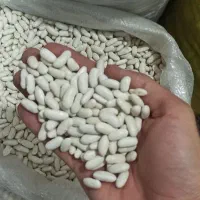 گران نخرید/ لوبیا عدس لپه نخود جو گردو عرق شیره رب|خوردنی و آشامیدنی|بیرجند, |دیوار