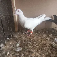 دوتا پلاکی بیرونی