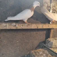 کفتر طوقی|پرنده|تایباد, |دیوار