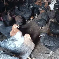انواع جوجه مرغ بومی سیاه