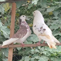 کبوتر پرشی خط خونی عالی