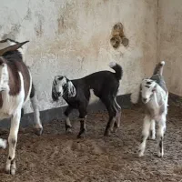 سلام بز دوقلو|حیوانات مزرعه|جهرم, |دیوار