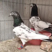 کبوتر پاکستانی تیدی