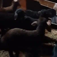 فروش بره|حیوانات مزرعه|اردبیل, |دیوار