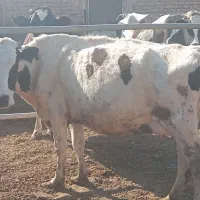 فروش گاو گوساله