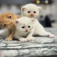 واگذاری گربه بریتیش پرشین اصیل