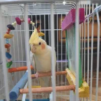 عروس هلندی نر ۶ ماهه زیبا خوش اواز