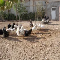 مرغ و خروس گلین چهل تاج|حیوانات مزرعه|پاکدشت, پاکدشت (مامازند)|دیوار