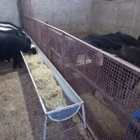 گوسفندزنده|حیوانات مزرعه|کهریزک, |دیوار