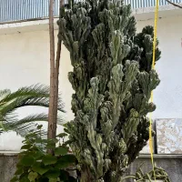 کاکتوس صخره ای خیلی بزرگ سالم|گل و گیاه طبیعی|رشت, رشتیان|دیوار