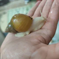 حلزون|خزنده|شیراز, بازار|دیوار