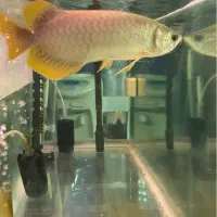 آروانا بانجار رد