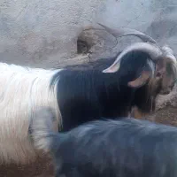 بهدهتخمیروزگاری|حیوانات مزرعه|ناغان, |دیوار