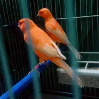 قناری رد فاکتور فسشیون اورجینال|پرنده|جلفا, |دیوار