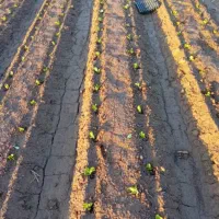 کارگر کشاورزی و نشاء کار ماهر