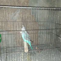 مرغ عشق بالغ|پرنده|شیراز, کوشک میدان|دیوار