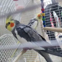 هلندی  نر و ماده