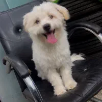 سگ مالتیز کراس عروسکی|سگ|فردوس (خراسان), |دیوار