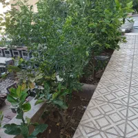 نیازمند نیروی خانم جهت کارهای منزل