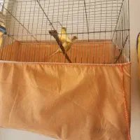 تعدادی قناری نروماده اماده وبخون وجوجه دوماهه|پرنده|ساوه, |دیوار