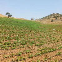 فروش ۳ تن لوبیا چیتی درجه یک پاکوتا|عمده‌فروشی|سارال, |دیوار