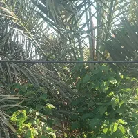 درخت بندی در روداب