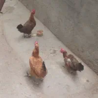 مرغ تخم گذار