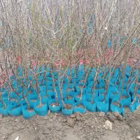 پسته  / بادام فرانسیس / بادام  شکوفه