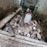 بلدرچین|پرنده|باوی, |دیوار