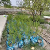 نهال بادام و گردو کاغذی