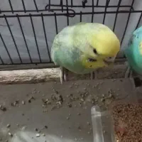 مرغ عشق رنگ خاص