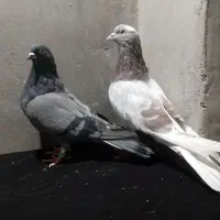 کبوتر ساعت سنگین|پرنده|ایواوغلی, |دیوار