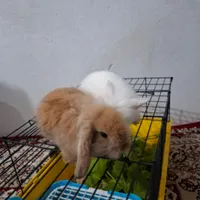 خرگوشی جرسی لوپی